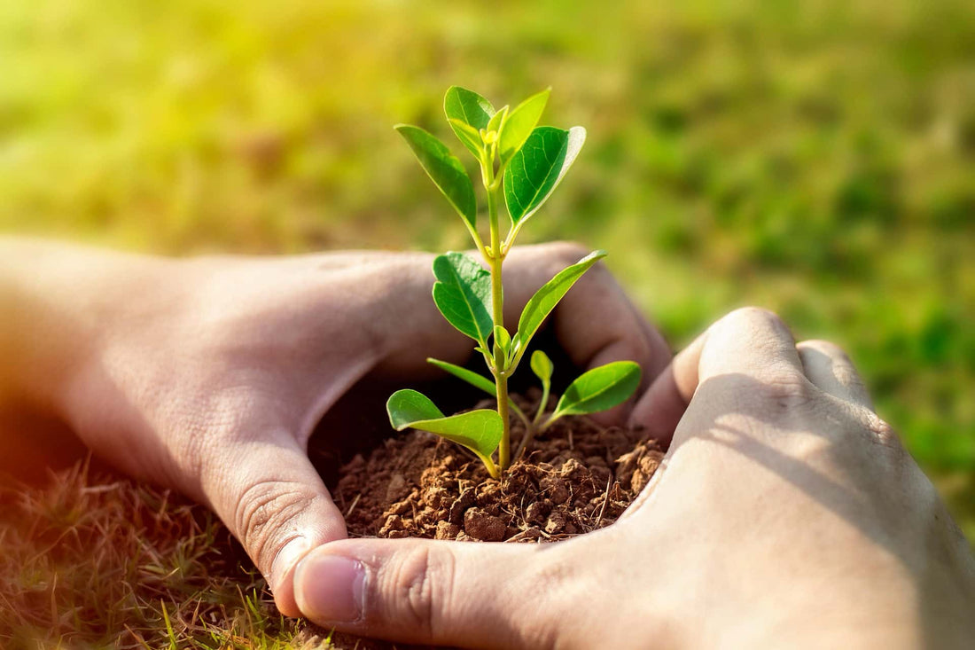 La meilleur manière de planter un arbre fruitier.