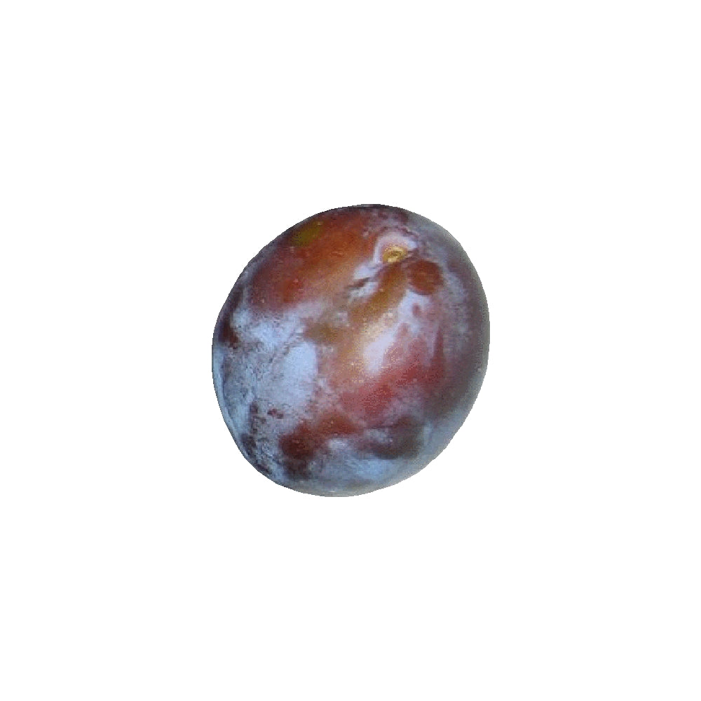 Prunes en gros plan, représentant les fruits que le cueille-fruit Girafruit peut saisir avec ses raquettes adaptées