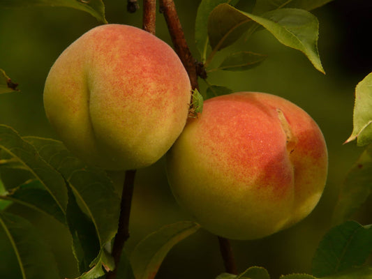 Comment savoir si un fruit est mûr ?