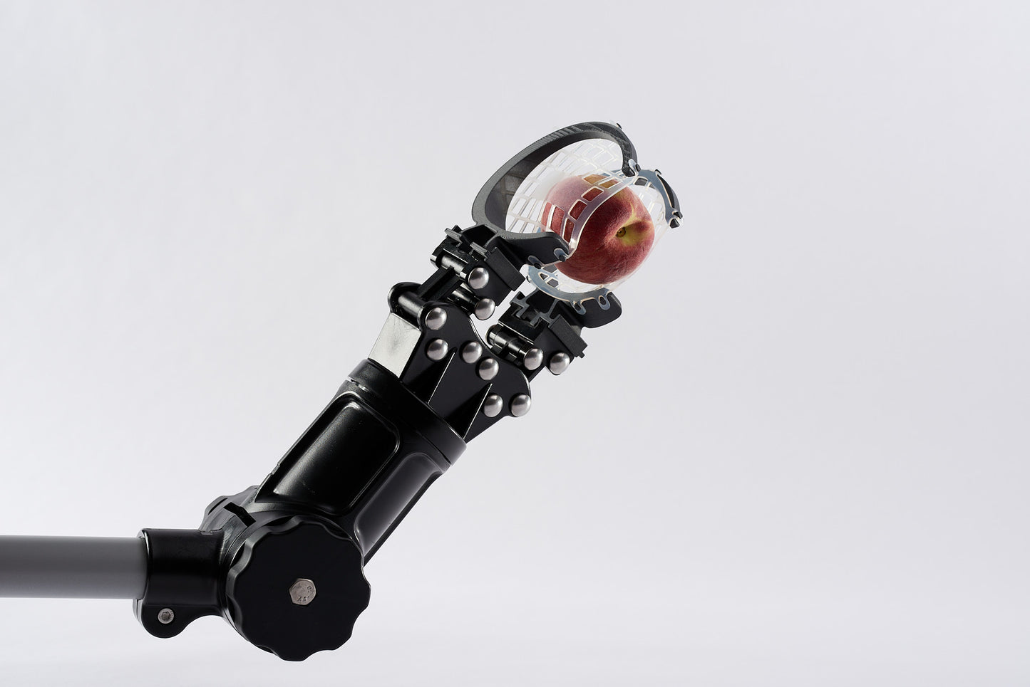 Raquettes Pêches et Nectarines