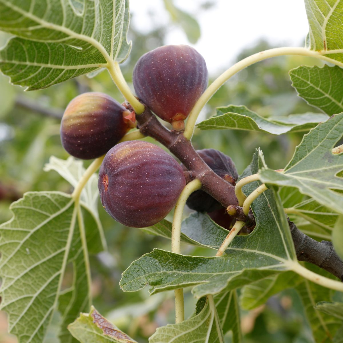 Filet Raquette Figues Courtes
