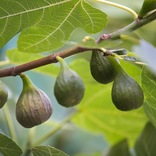 Filet Raquette Figues Longues