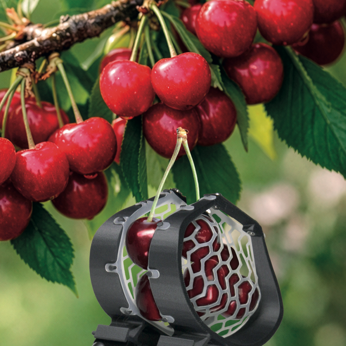 Kit complet Girafruit 200 cm
