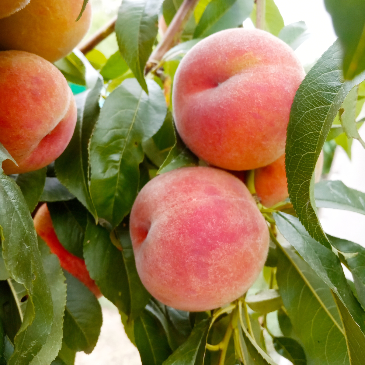 Raquettes Pêches et Nectarines