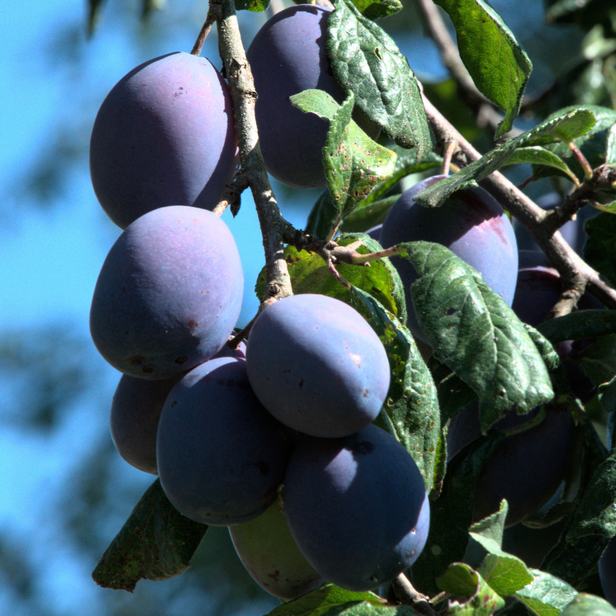 Filet Raquette Prunes et Abricots